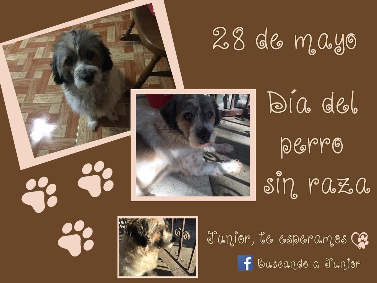 buscandoajunior's tweet photo. Hoy 28 de mayo es el Día del perro sin raza. Junior, te seguimos buscando y te esperamos ❤️ #monterrey #mty #mtyfollow #nuevoleon #nl #monterreynl #mtynl #mtycity #perro #perros #perrosperdidos #perrosextraviados https://t.co/AoFhxAF6tU