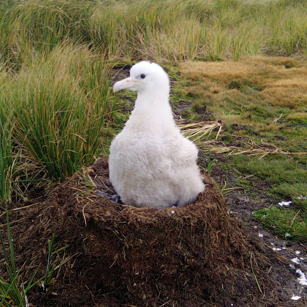 ワタリアホウドリのハルカちゃん🐥

左の写真は絶賛爆睡中の様子。この日は湿った風が吹き天気が悪かったようですが、それも気にならないくらい深い眠りについていたみたいです😊右は起きたばかりのハルカちゃん。表情を見るとまだちょっと寝ぼけていたのかな？可愛いすぎですね💕

📷Rosie Hall