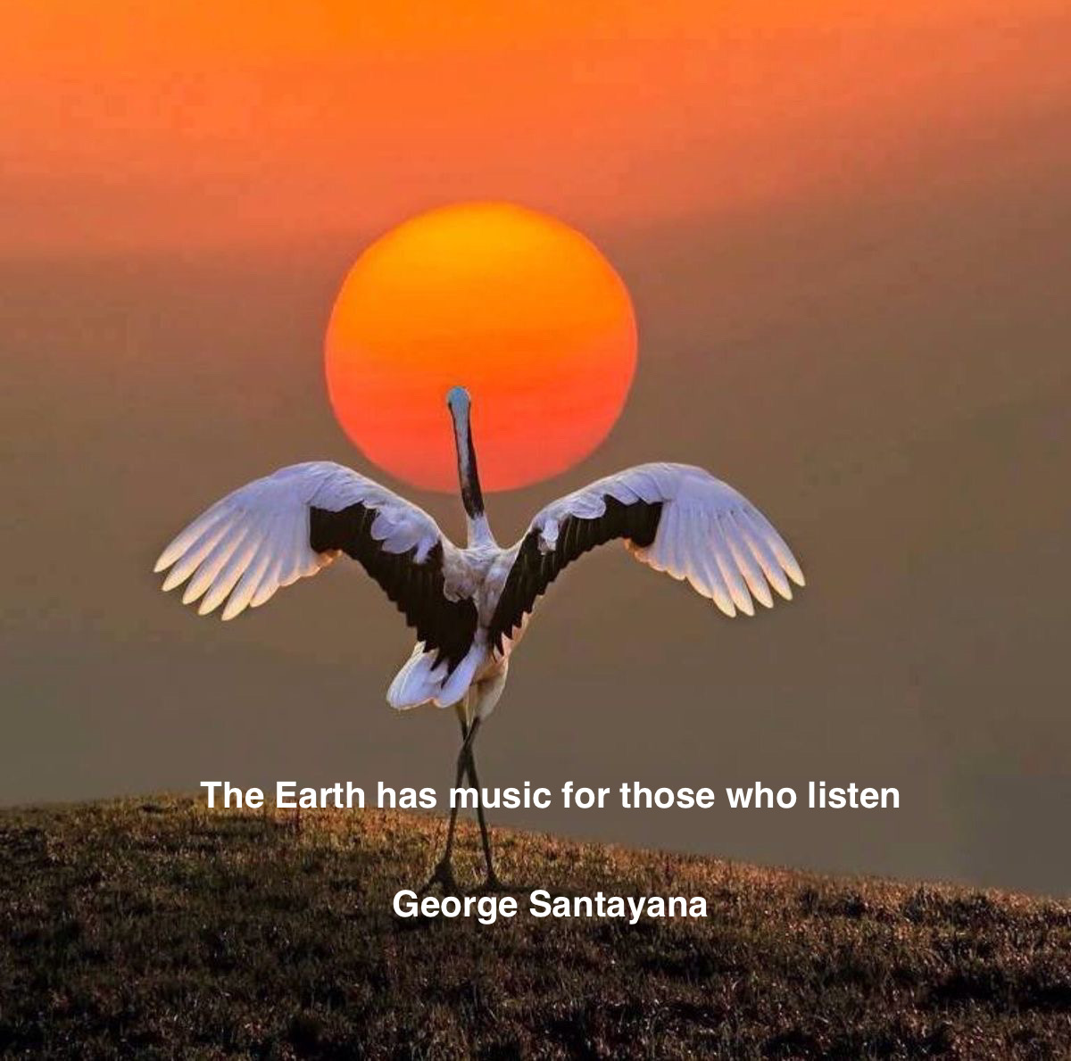 ramblingsloa's tweet photo. The Earth has music for those who listen.

George Santayana https://t.co/N5eWJFSUyw
