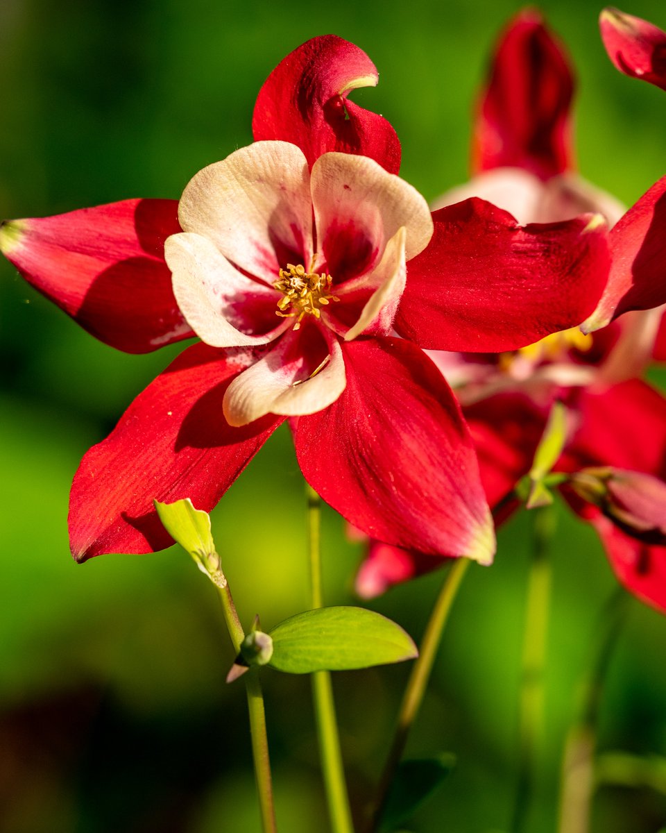 Columbine
#365photodgraphy2023, #potd2023, #photoaday, #everydayphotographer, #photooftheday, #pad2023-148, #picture3843, #columbine, #goldenhour, #upclose, #macro, #springflowers