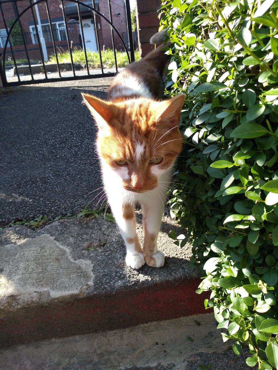 Finally met up with Three legged Cat in my neighborhood 🐈 #cat #catphotos #catpictures #selfiewithcat #neighbourhoodcat