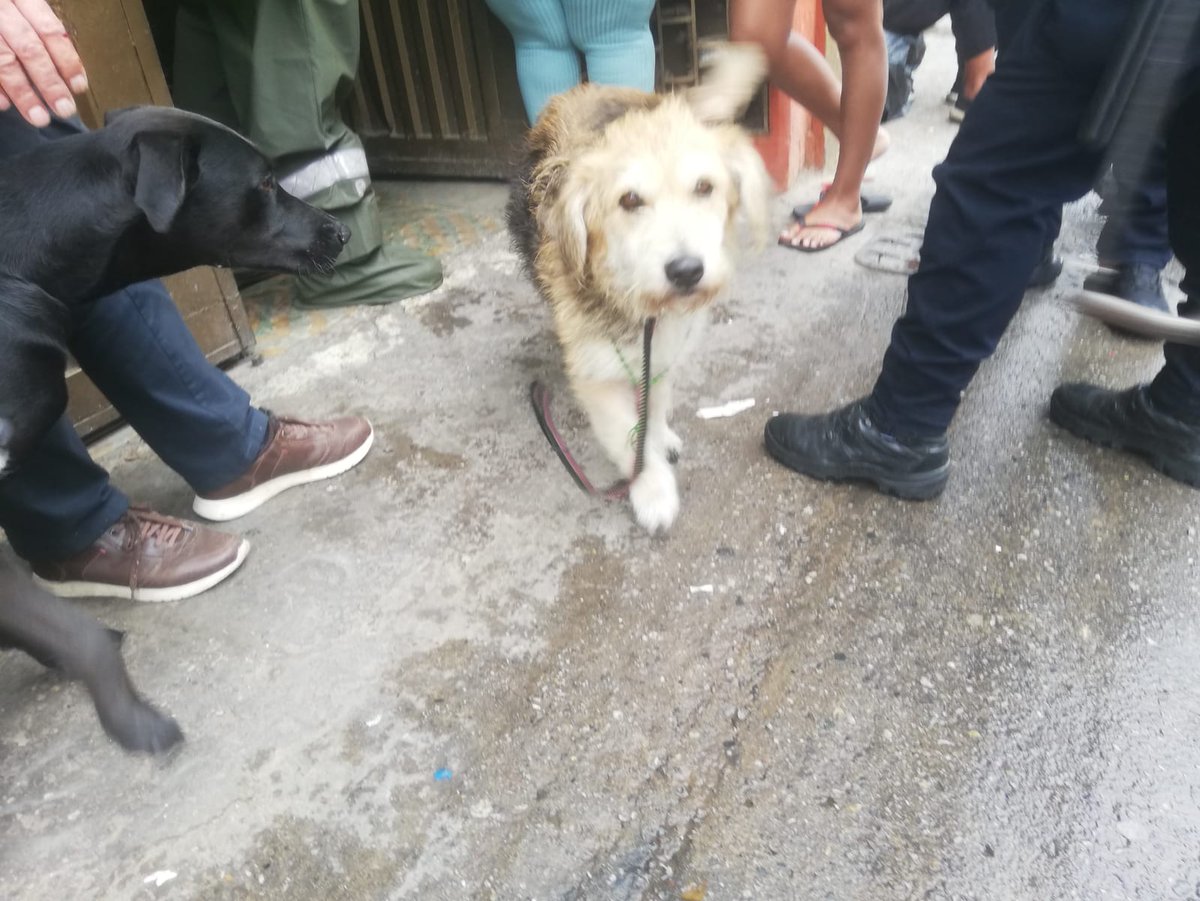 AniiBohorquez's tweet photo. Buena tarde grupo 
Buenas tardes   estas 3 perritas el día viernes fueron abandonadas sector  danta fe carrera 16 calle 22 ya que su dueño era un adulto mayor quien esta muy enfermo y necesita ayuda médica al señor se lo llevaron al hospital, a ellas las https://t.co/4SmGrVvDWd