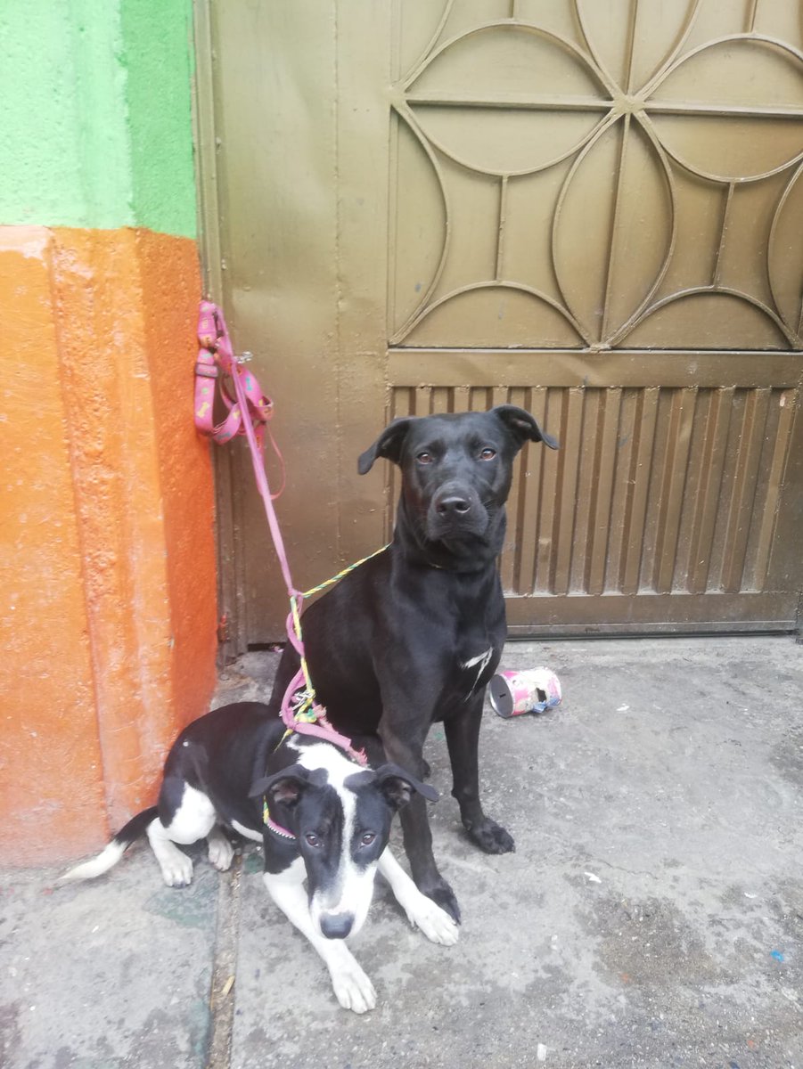 AniiBohorquez's tweet photo. Buena tarde grupo 
Buenas tardes   estas 3 perritas el día viernes fueron abandonadas sector  danta fe carrera 16 calle 22 ya que su dueño era un adulto mayor quien esta muy enfermo y necesita ayuda médica al señor se lo llevaron al hospital, a ellas las https://t.co/4SmGrVvDWd