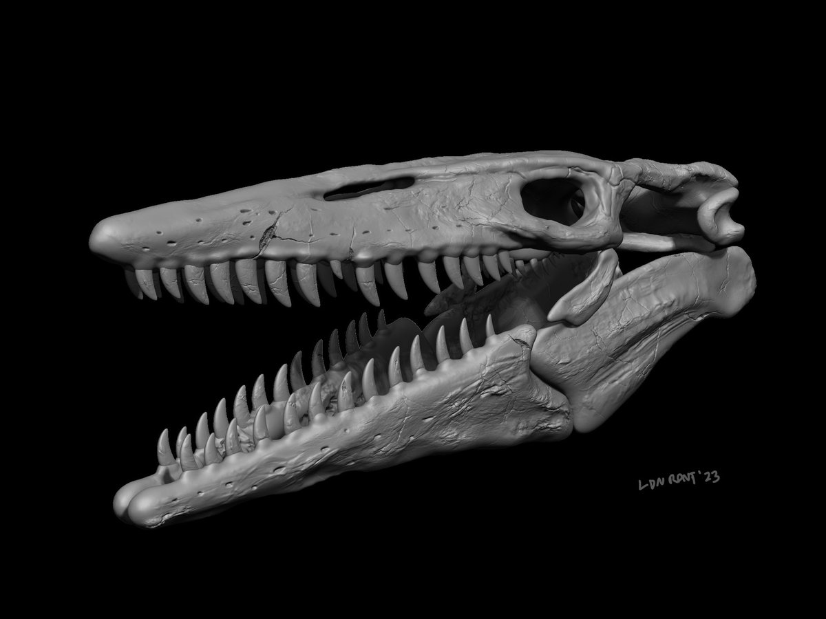 Tylosaurus proriger skull digital sculpt. This is my favourite mosasaur skull. 

#mosasaur #mosasaurmonday #tylosaurus #tylosaurusproriger #zbrushsculpt #paleontolgy #palaeontology
