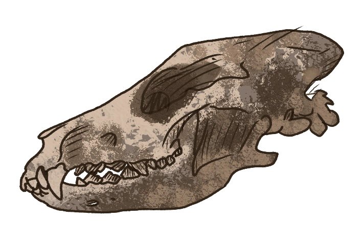 Axhyde's tweet photo. TW: ANIMAL SKULL - ⚠️ Practiced drawing a Belgian Shepherds skull. Turned out alright. - ( used no references ) https://t.co/sWRah0assq
