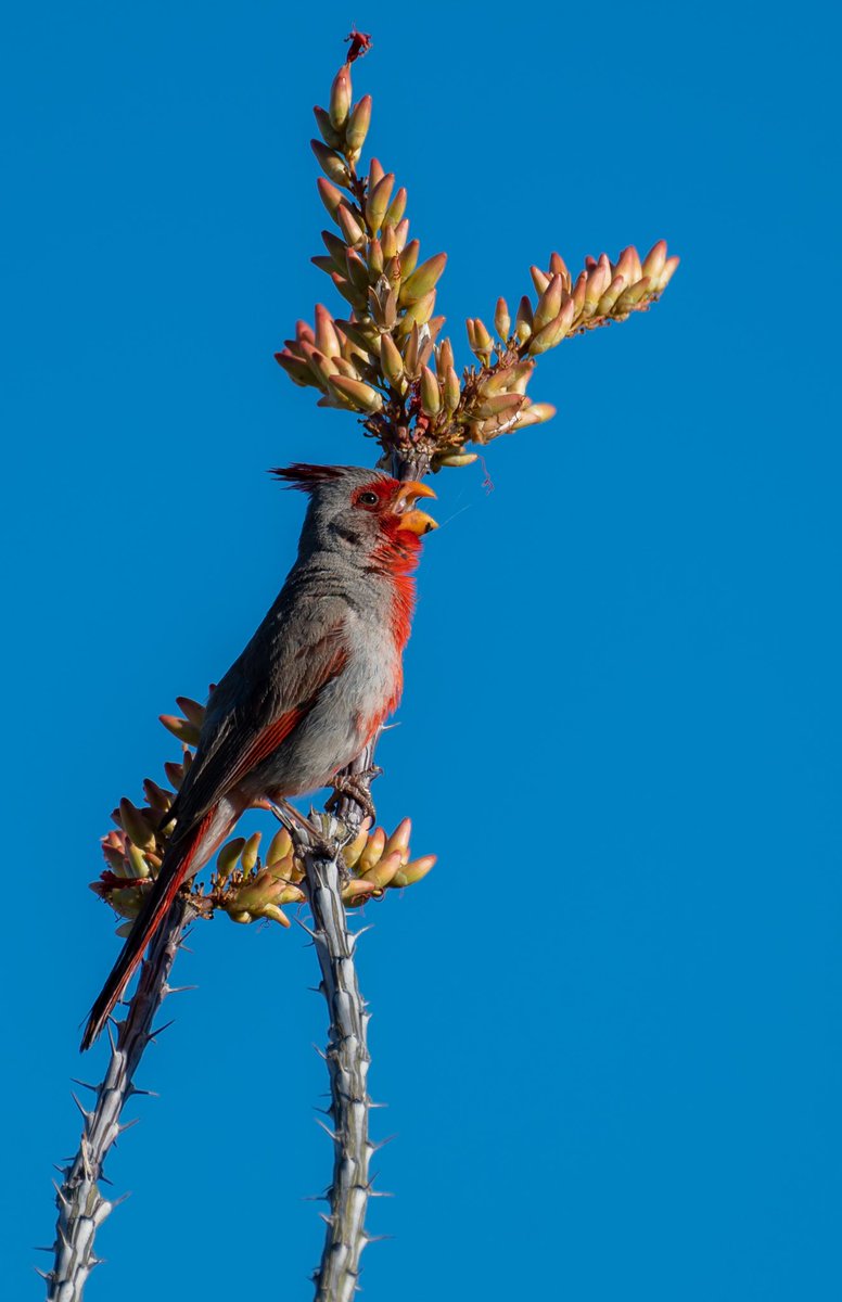 Parting shot from yesterday morning… Pyrrhuloxia
