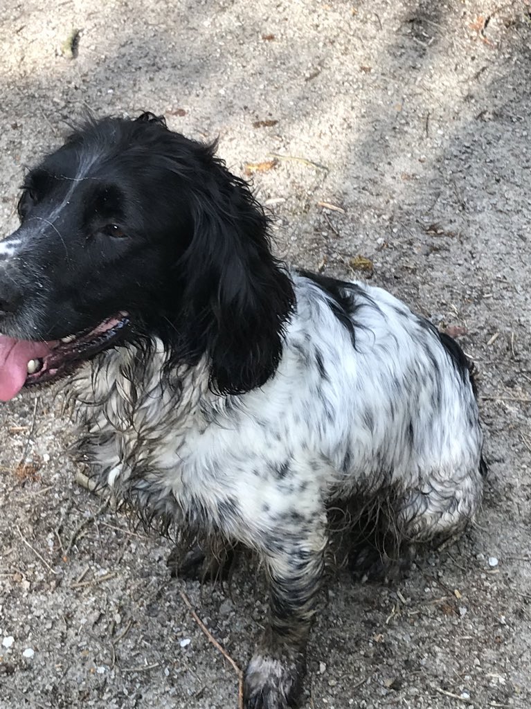 madcap_max's tweet image. Frens, appawrently we have moved on from “the incident” 🐣 as it is now known in our house, to more of the same #muddypaws somehow in a bone dry French France 🇫🇷 🤣🐾💙