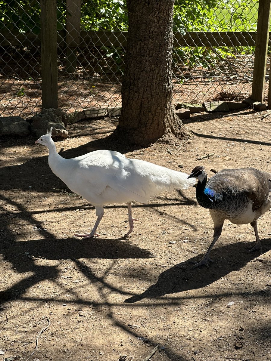 Me: well, ok, so the male peacock is the one with all the feathers because it needs to get the female’s attention, you’ll see, it’s the pretty on… Female peacock: hold my beer.