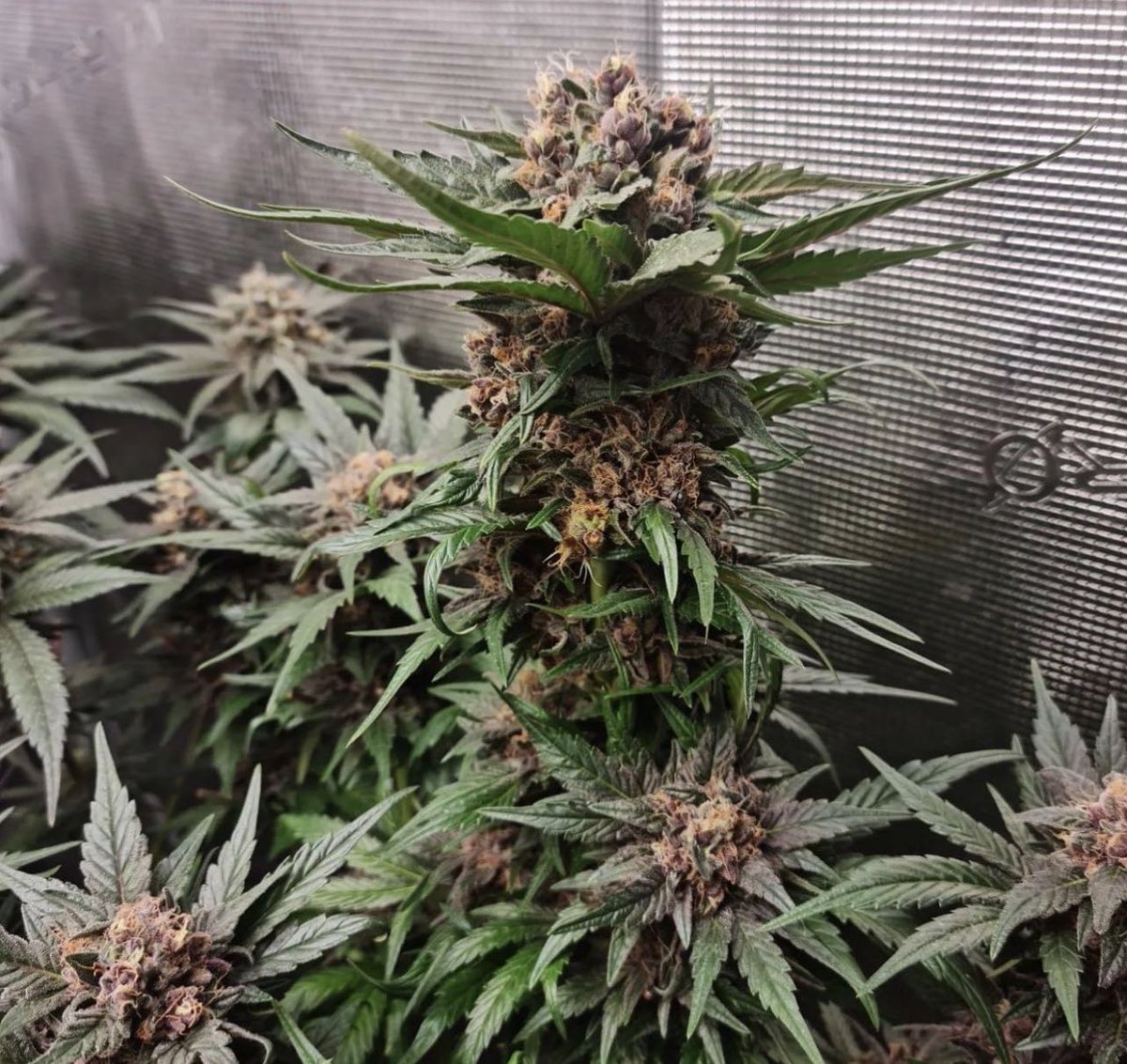 🔥Beerus God Of Destruction🔥🏆🧬🧬 Growtodaygenetics.com 🌎 #growtodaygenetics #beerusgodofdestruction #worldwide