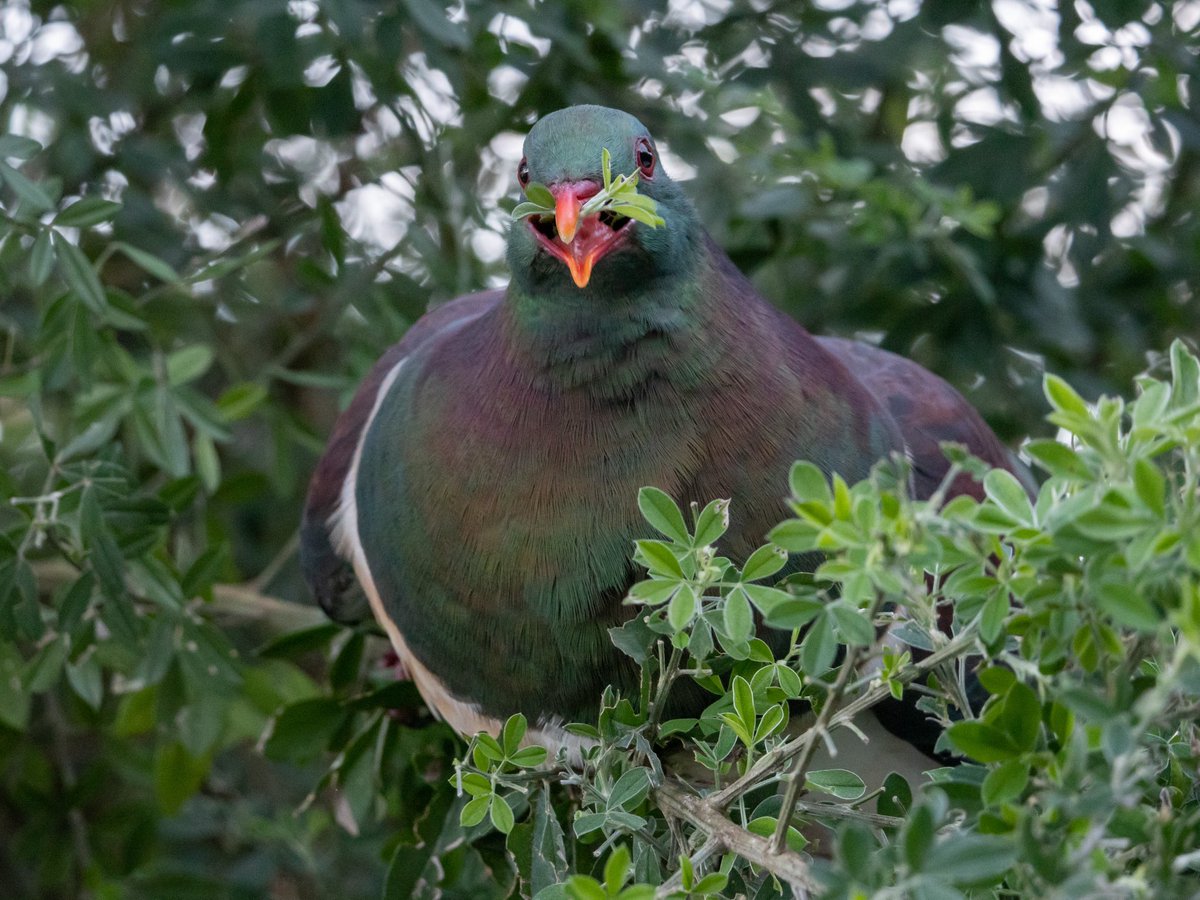 One of yesterday’s kererū tucking in