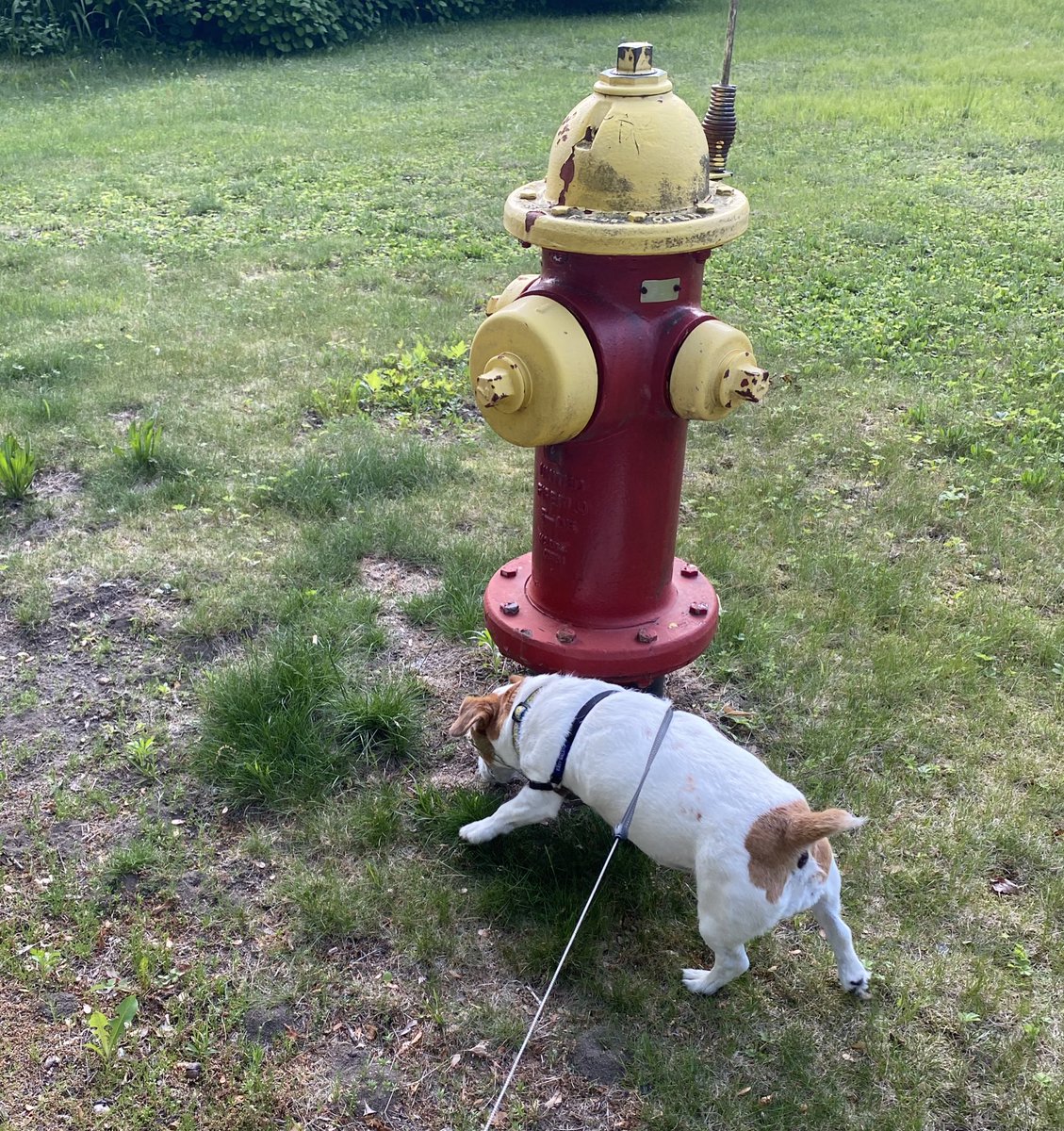 DaisyMaeJack's tweet photo. It’s still quite warm dis evening but was able to get out and answer my peemail. Nite frens 🌸🐾 #dogsoftwitter #peemail #ZSHQ #SummerVibes https://t.co/dmFwiTQFOo