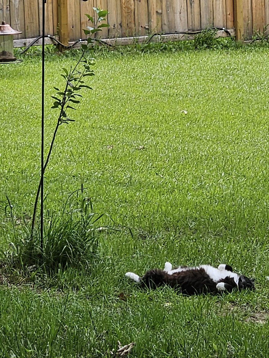 InXplicableThgs's tweet photo. Working in the shop today and I look out into our yard and this is what I see. . .
This damn cat. . . I thought the birds had ganged up on him and killed him. . . 📷📷📷
Turns out he was bird watching and just fell asleep . . .
This damn cat. . .
📷📷 Rougarou
#inexplicablethings https://t.co/8ww3Qqlr0k