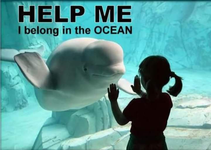 @Dolphin_Project #DontBuyATicket #CaptivityKills #EmptyTheTanks #SayNoToTheCaptiveDolphinShow