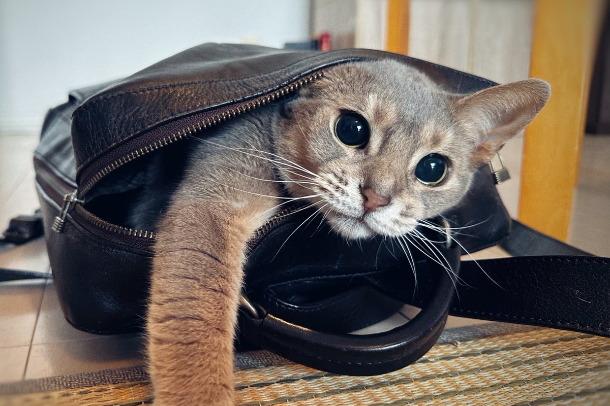 gracecat14's tweet photo. ไปๆฅๅงใใชใใฃใใใจใฏใๆๆฅ็ตใใใใจใฏใชใใWhat is not started today is never finished tomorrow.---Goethe๏ผใฒใผใ๏ผ#ๅบ็คพๆบๅใ#้
ๅปใใฆใใใใงใใใ#ๆๆๆฅใ#ไปๆฅใฎๅ่จใ#็ซๅฅฝใใใใจ็นใใใใใ#quote #aby #cat #backpackcat https://t.co/mqg7nyz4FN