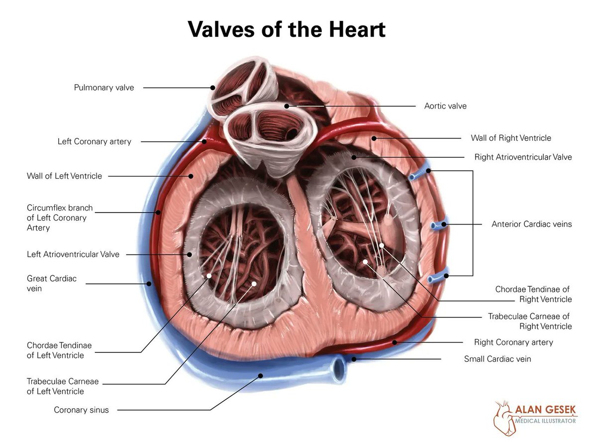 valves of the heart

#MedEd #MedTwitter #anatomy #CardioEd #heart #CardioTwitter 

by @alangesek007
