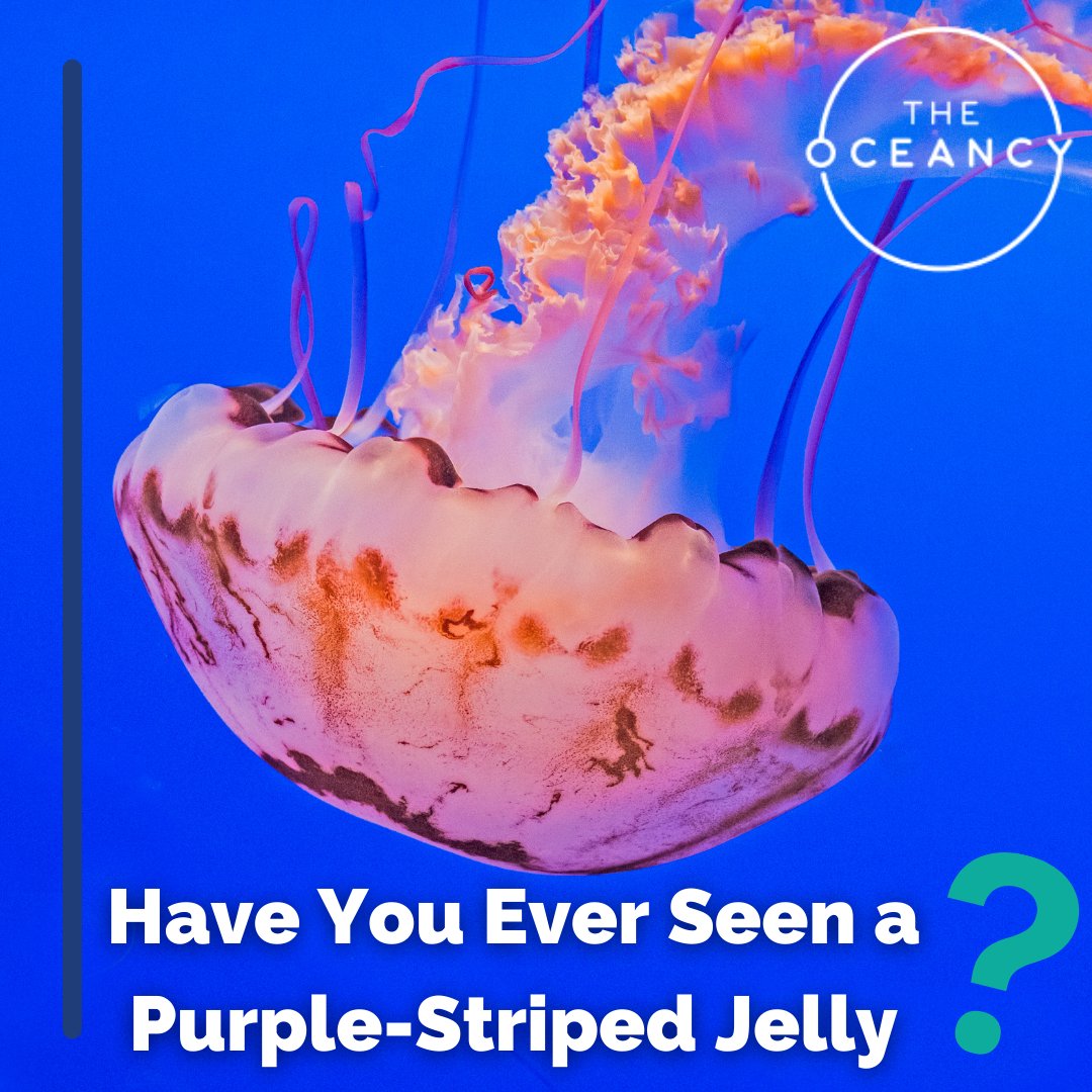 The Oceancy tweet media