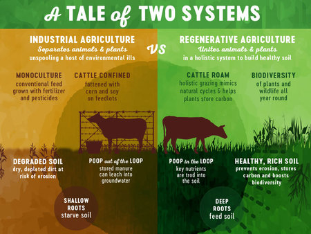 Industrial Agriculture is truly a zero-sum game:

🔴Separates animals & plants
🔴Implements monoculture grown with fertilizer & pesticides
🔴Cows fattened with corn & soy in feedlots
🔴Soil is degraded & starved