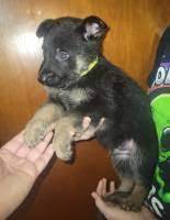 German Shepherd Pups s.bulk.ly/3lVu #forsale #WantAdDigest #classifiedads #sellyourstuff