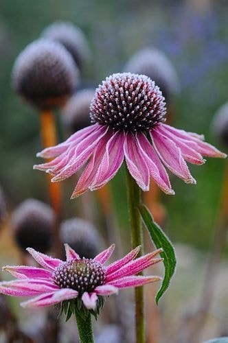 Echinacea Purpurea. Coneflowers 

Helps to build immune system Prevents symptoms of cold and flu Looks wonderful in the gardens 

#flowers #gardening