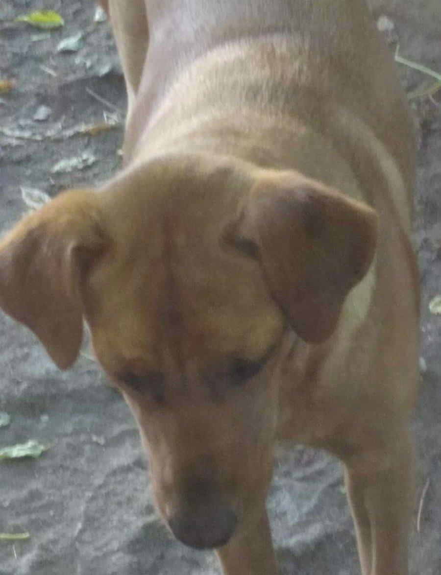 URGENTE DIFUNDIR. SALTÓ DE UNA CAMIONETA ENTRE RADIAL DE TARARIRAS Y TARARIRAS. SUS DUEÑOS LA ESTÁN BUSCANDO DESDE AYER. 098 139 570