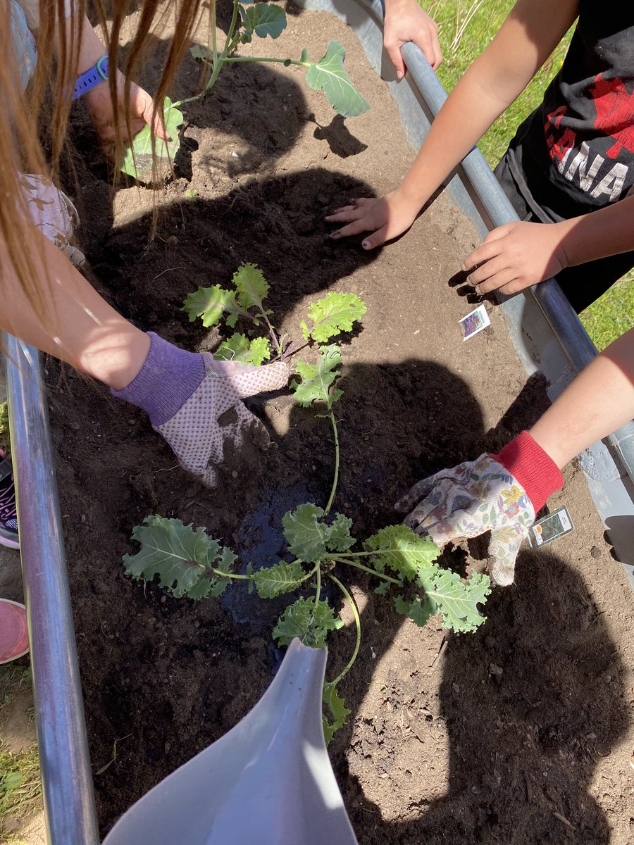 UpshawStars's tweet photo. New Dundee PS community gardens! The veggies are planted. 🥬🫑🥦
Now we welcome the sun/rain. 🌞💧
We will provide the love and care. 🌱 https://t.co/KMicT73ov8
