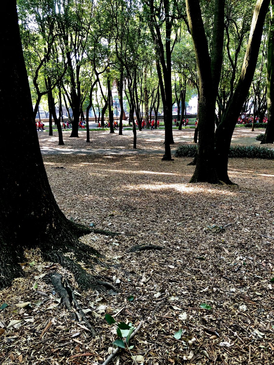 chemalocutor's tweet image. #chapultepec que imponente lugar, que emociones nos da…! 
Cuídate mi Chapu,te queremos ❤️, amosssss a Chapultepec 👌🏾