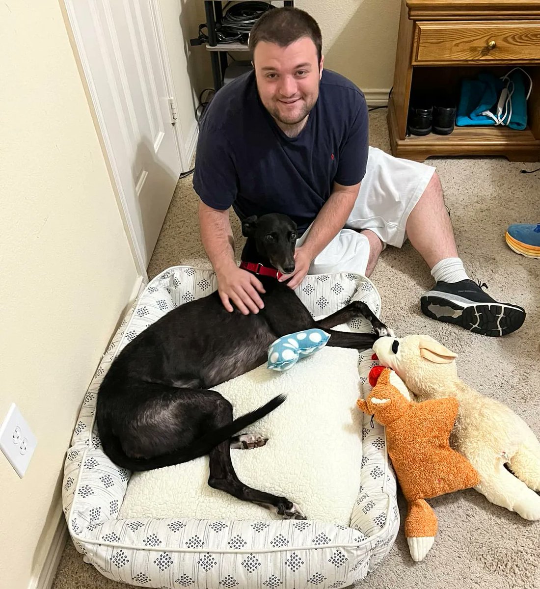 Congratulations to Breezy on finding her forever home. She new immediately that bed was all hers.  #Greyhounds #AdoptionDay