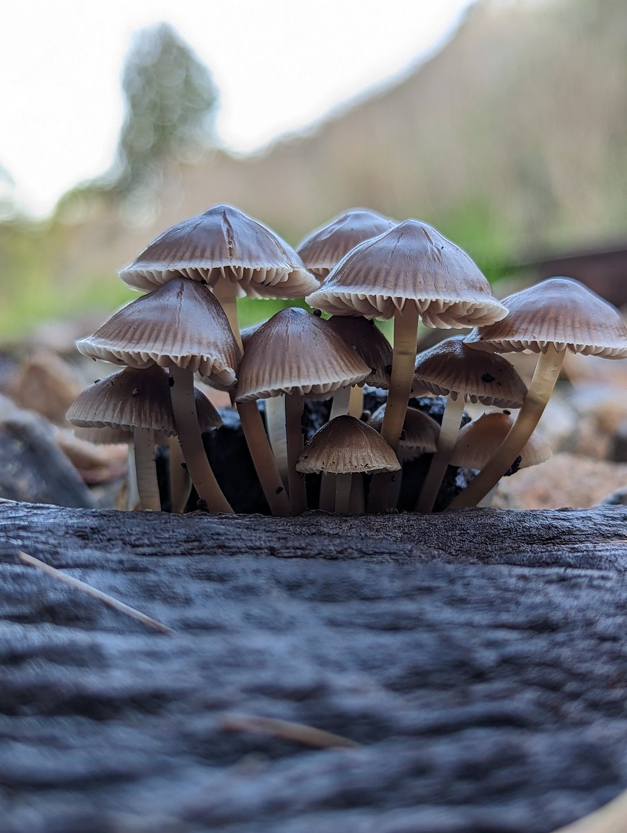 A tiny forest or village 🥰
#MushroomMonday