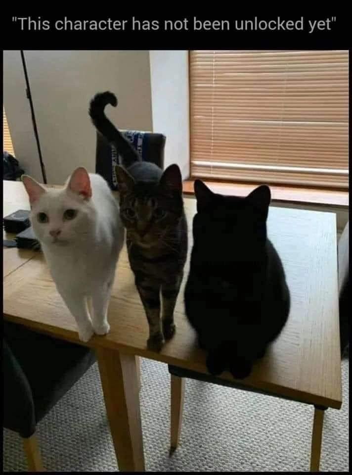 CATBRAINCELL's tweet photo. https://t.co/BbgIDFc3b1