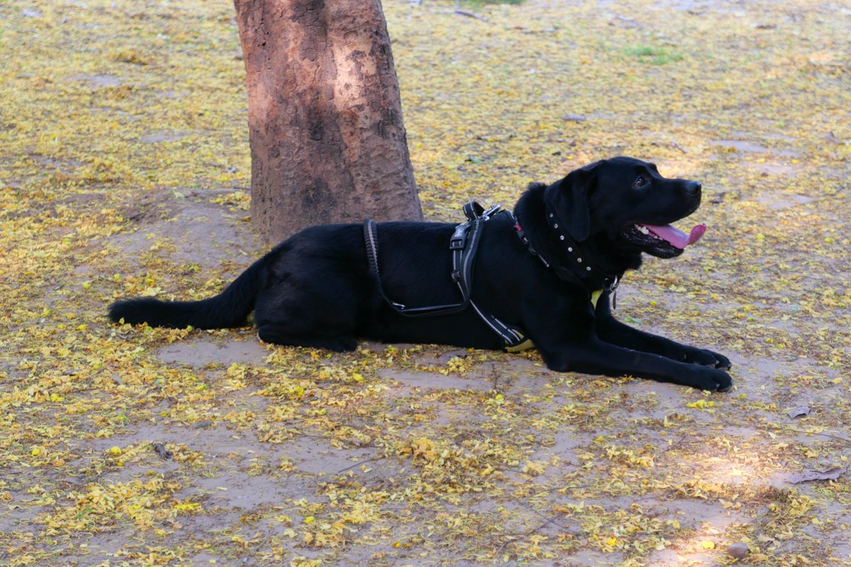 Too much #NewIndia, #MotherOfDemocracy noise these days! Dogs are better. Here's Pablito under an #Amaltas tree somewhere in #Delhi.
#dogsoftwitter #DogsOnTwitter #dogs #IndiAves #SummerVibes
