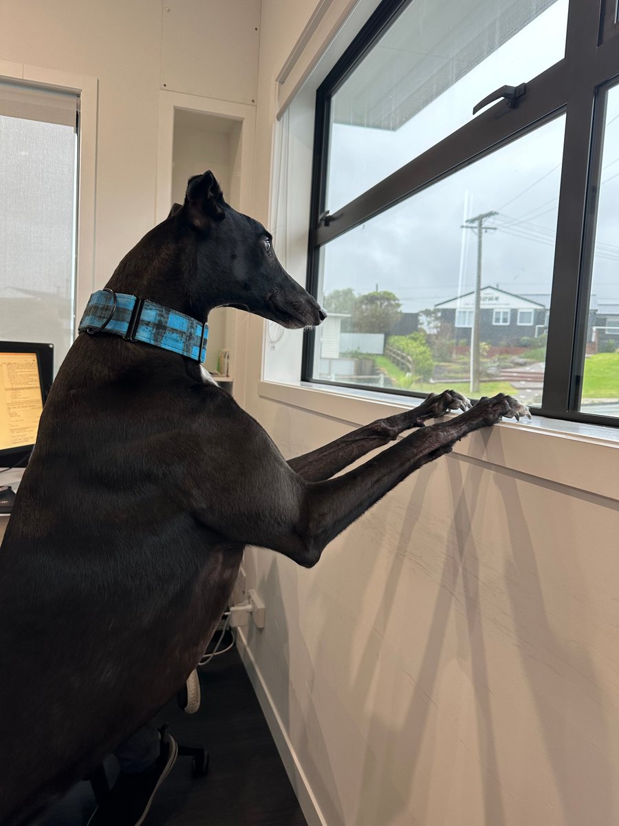 George, our in-office Greyhound patiently awaiting for the retweet from <a href="/NZStuff/">Stuff</a>. He knows they've seen our post and can't wait to help his Greyhounds friends find their forever homes! 🐾💙