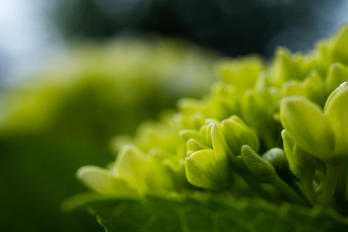 『ブロッコリー？いえいえ、紫陽花です』

#マクロレンズ
#sonya7riv 
#ファインダー越しの世界 
#写真で伝えたい私の世界 
#写真を撮る人と繋がりたい
#紫陽花