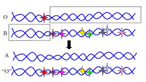 @tanyarlfes pernah baca artikel (tp rilisan 2006)

bedanya A dan O itu cuma 1 basa. Sedangkan A dan B itu 7 basa. (pict 1)

kalo dapat A dari O masih bisa (wlau 1 : 50jt) pke mutasi.

kalo A dari OxB bisa pkai rekombinasi dna. (pict 2)

kalo B dari AxO kekny lebih mustahil lagi (??)

CMIIW
