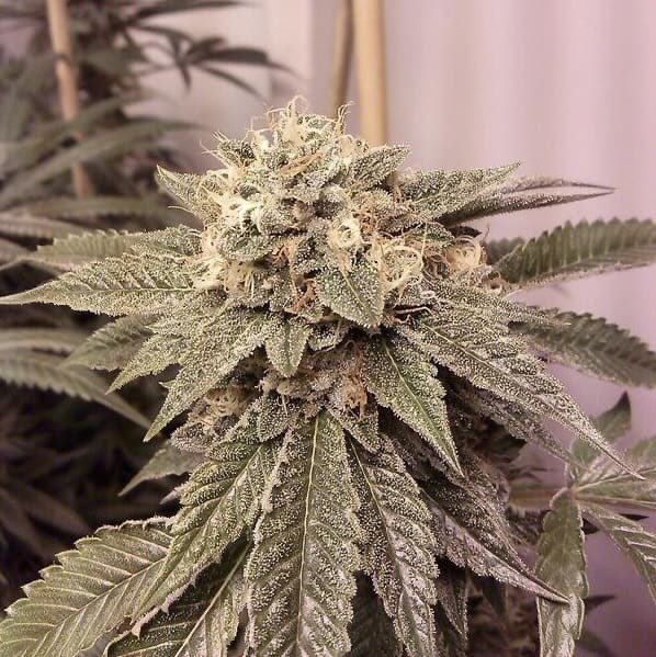 ZootedHouse's tweet photo. Fire OG
The main OG family has another famous strain in California, called "Fire OG".
A cross between various OG Kush phenotypes, Fire OG's crystal resin radiates vibrant orange fur that evokes fiery flames.
#marijuana
#FireOG
#Zootedhouse https://t.co/k1Q8X1wDlr