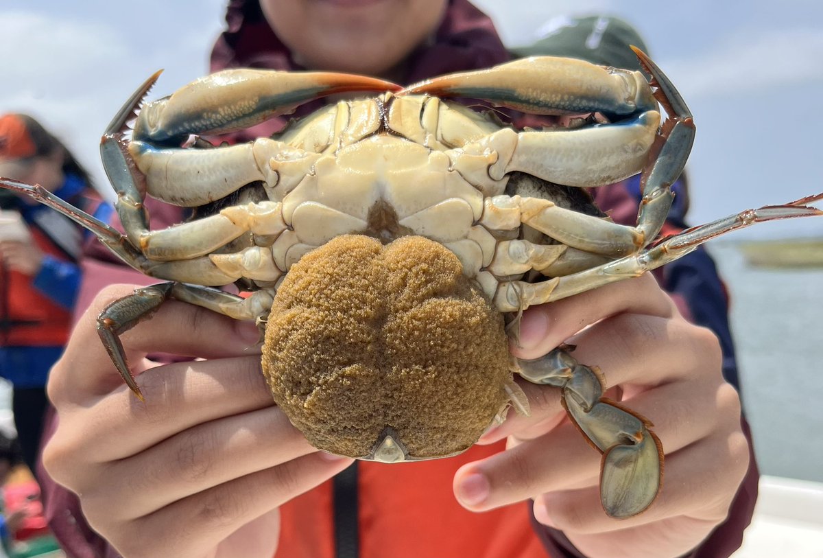PoslednikAnna's tweet photo. Some critters found during the @williamandmary undergraduate marine science field course I’m TAing; can’t believe we’re already halfway through the course! We spent the first week playing in the mud, coring a barrier island, and admiring fishes and inverts galore 🤩@VIMS_ESL https://t.co/Bf4zCKAbdw