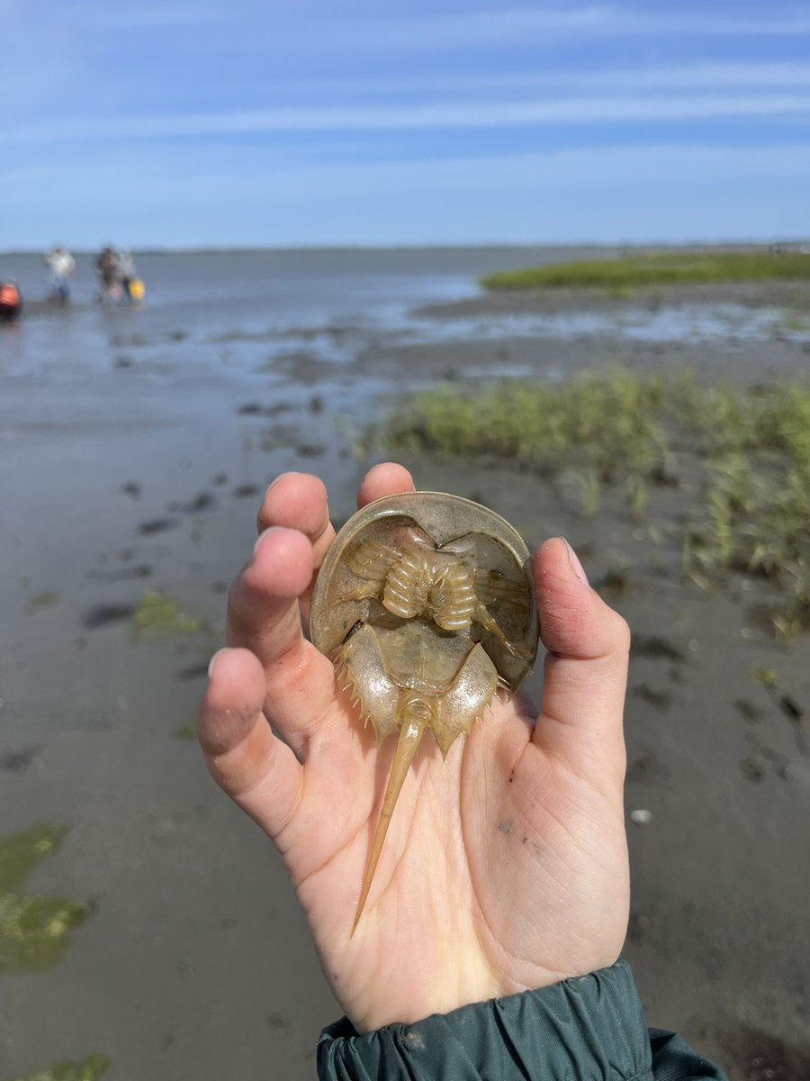 PoslednikAnna's tweet photo. Some critters found during the @williamandmary undergraduate marine science field course I’m TAing; can’t believe we’re already halfway through the course! We spent the first week playing in the mud, coring a barrier island, and admiring fishes and inverts galore 🤩@VIMS_ESL https://t.co/Bf4zCKAbdw