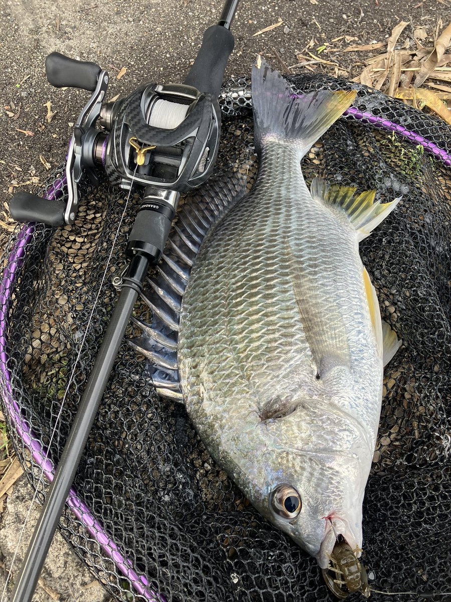 ta_chin_bream's tweet photo. 昨日は早朝に少しだけ🐟時間無いから家から最短ポイント。市内の初めて行った昔ながらの中華料理屋。ビビる美味さでした◎
#ハリーシュリンプ #バザーズワームシンカーTG #スティーズSVTW #アーマードF #PROTOROD #GRANDAGE #APIA #中華料理屋 https://t.co/XxarBcRClx