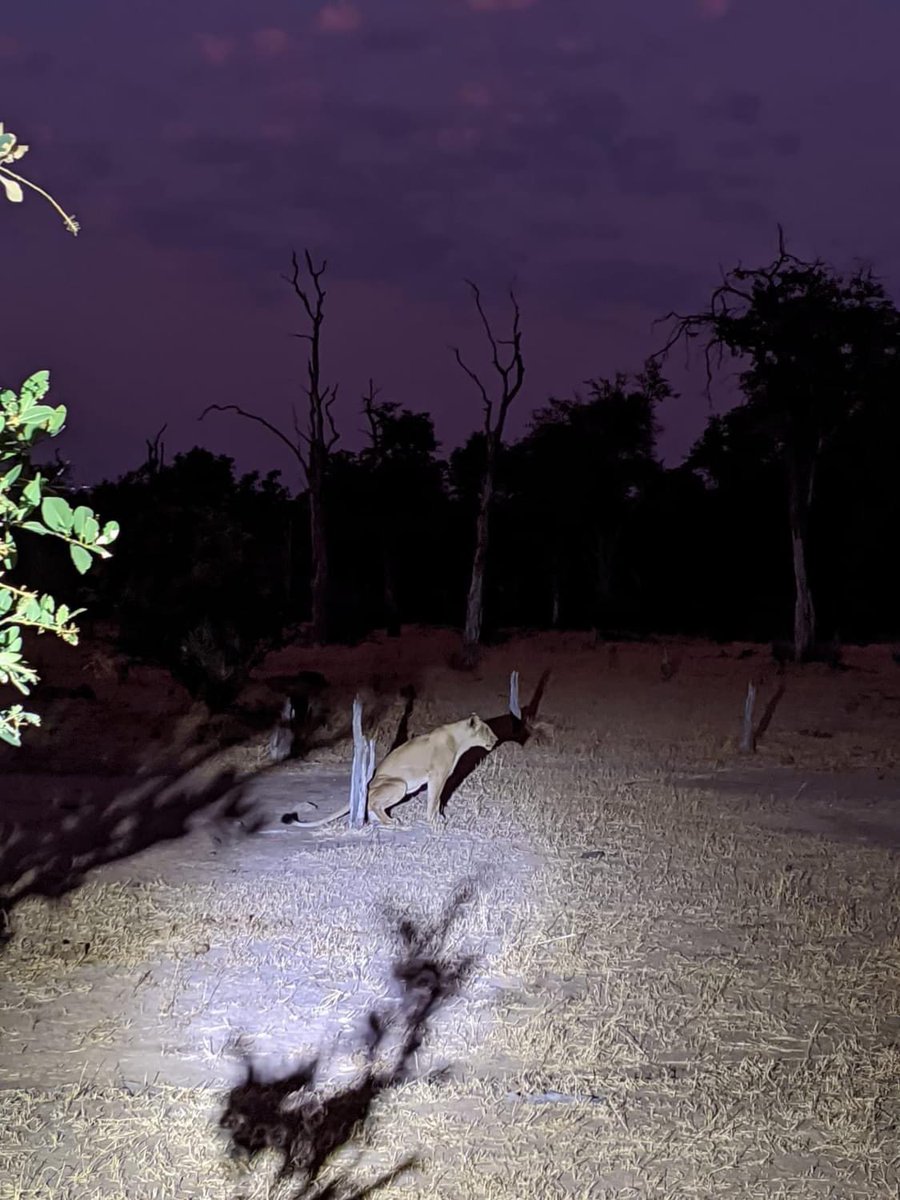 Ingwe Pan Camp
📌 #ManaPools