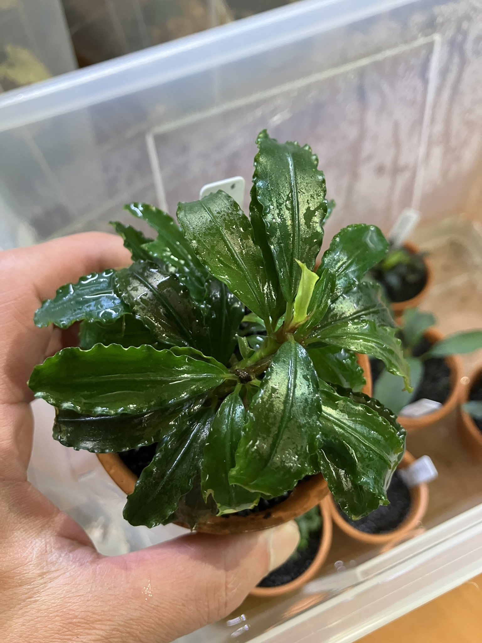 ※専用セット　ブセファランドラ【ティアグリーン】 専用セット ブセファランドラ【ティアグリーン