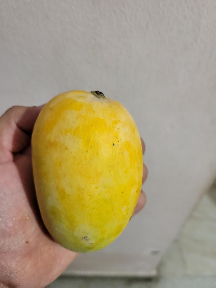 Banganapalle supremacy #Banganapally #Kingoffruits #Mango