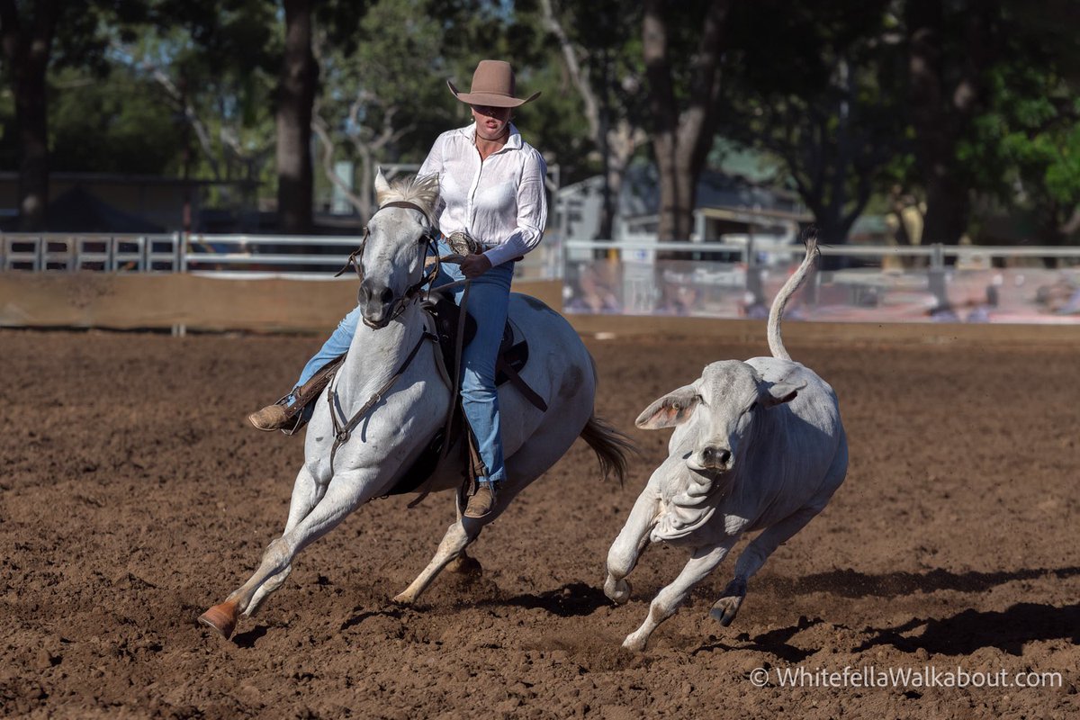 wfwalkabout's tweet photo. Campdraft

Australian Stock Horse Society Campdraft, Katherine, Northern Territory. It’s a lot cooler at this time of year up north so it’s the ideal time for campdrafts, rodeos, bronco busting , etc. 7am start just after sunrise makes for soft, sideways light. https://t.co/ALuzY4TFOZ