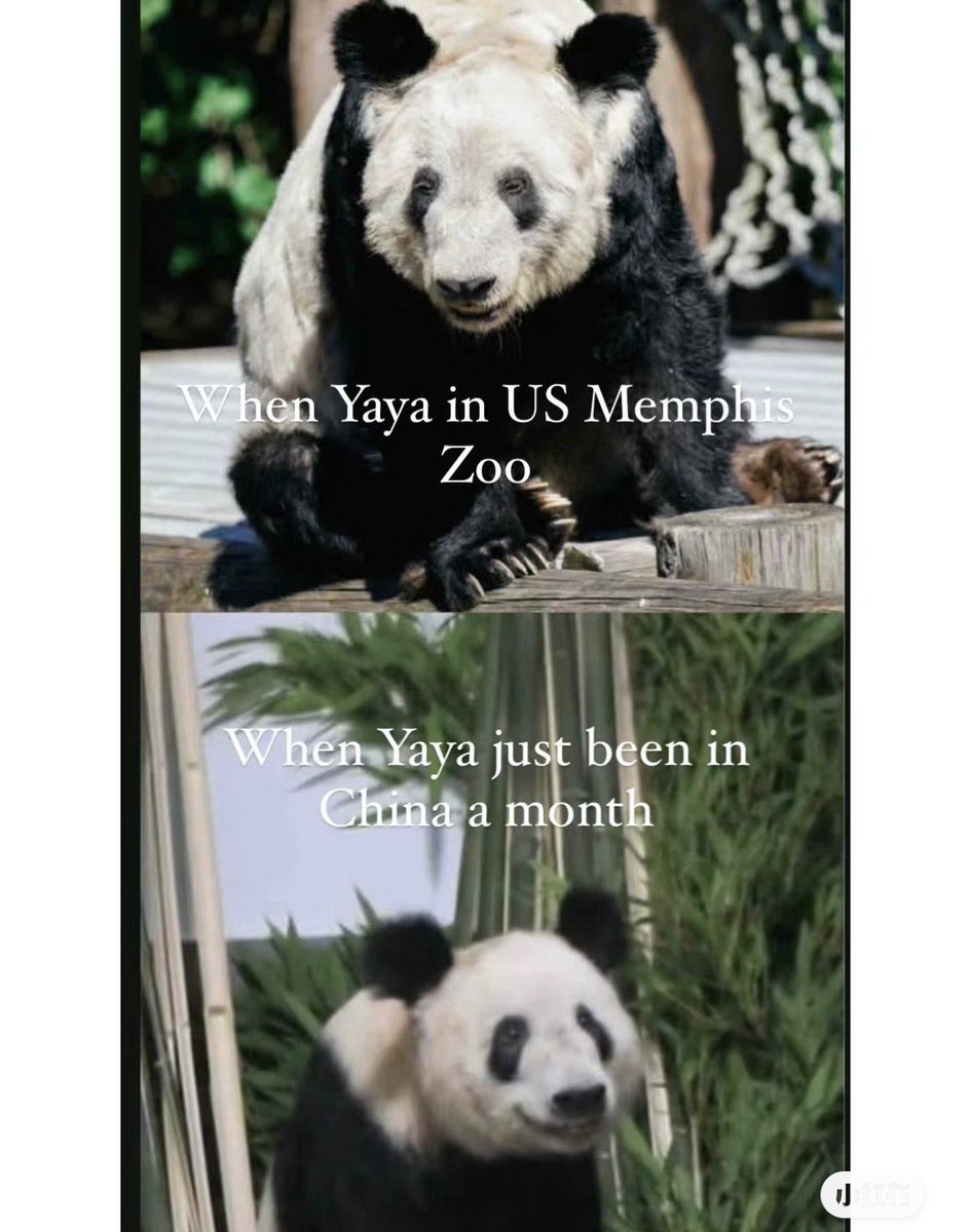YYYYY2154's tweet photo. @MemphisZoo Welcome back, YaYa! Let's see the changes after YaYa's return! Did the Memphis Zoo prove themselves wrong? Open your eyes and see that YaYa is of old age and doesn't have any hereditary diseases! The mistreatment of the Chinese giant panda YaYa by the Memphis Zoo is unforgivable! https://t.co/3I0M03guVR