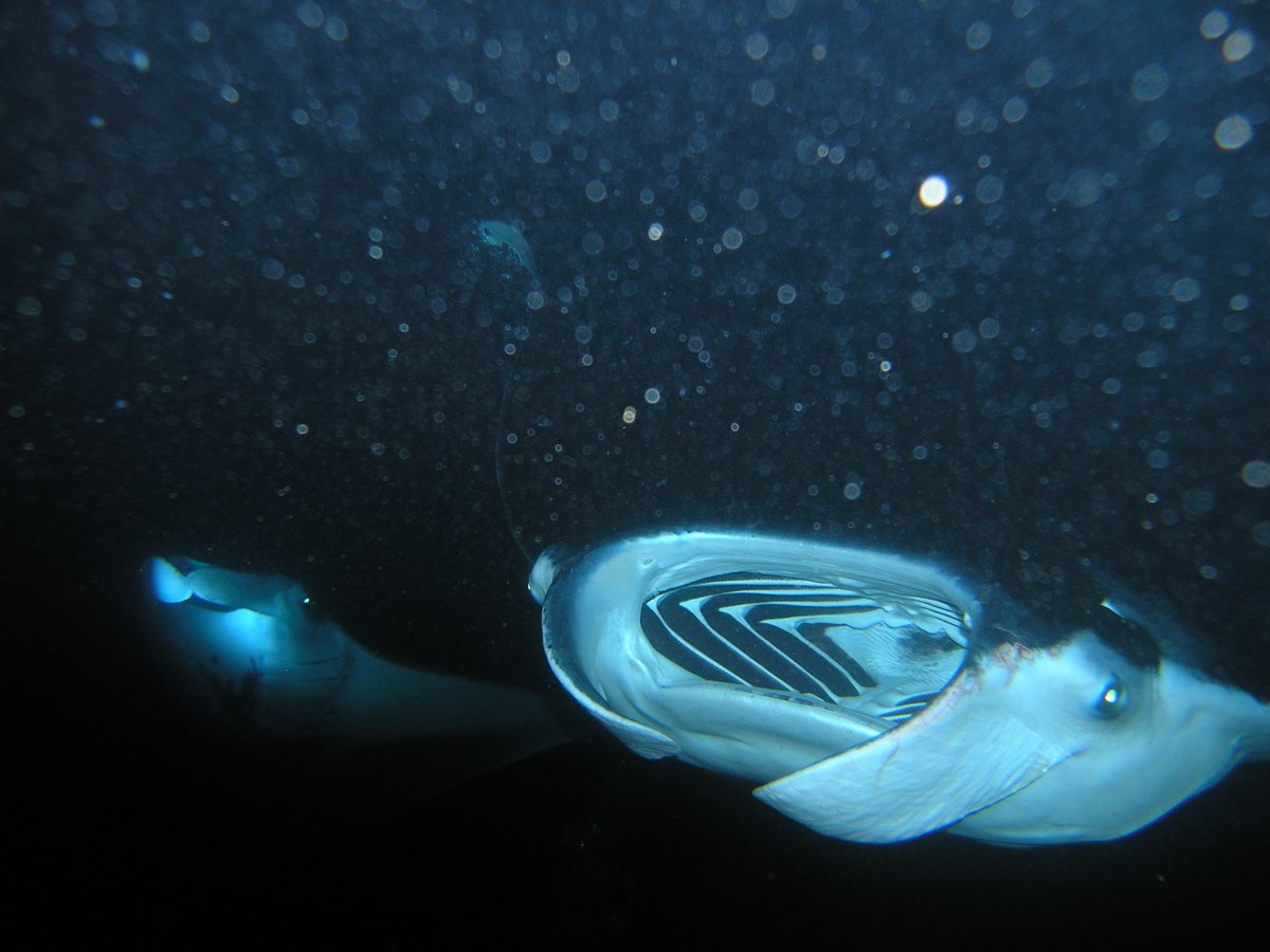 rubrics4life's tweet photo. Mantas. You can't imagine how amazing they are to see up close.
#WhyIDive https://t.co/jxL771qRRe