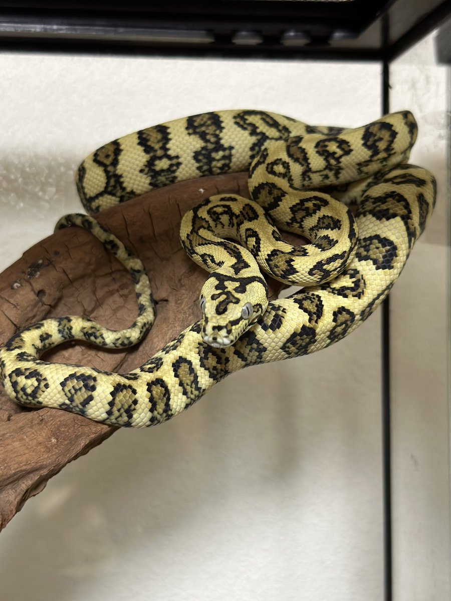 0706Katwo's tweet image. イカれてるくらいかっこいいな！
#カーペットパイソン #carpetpython