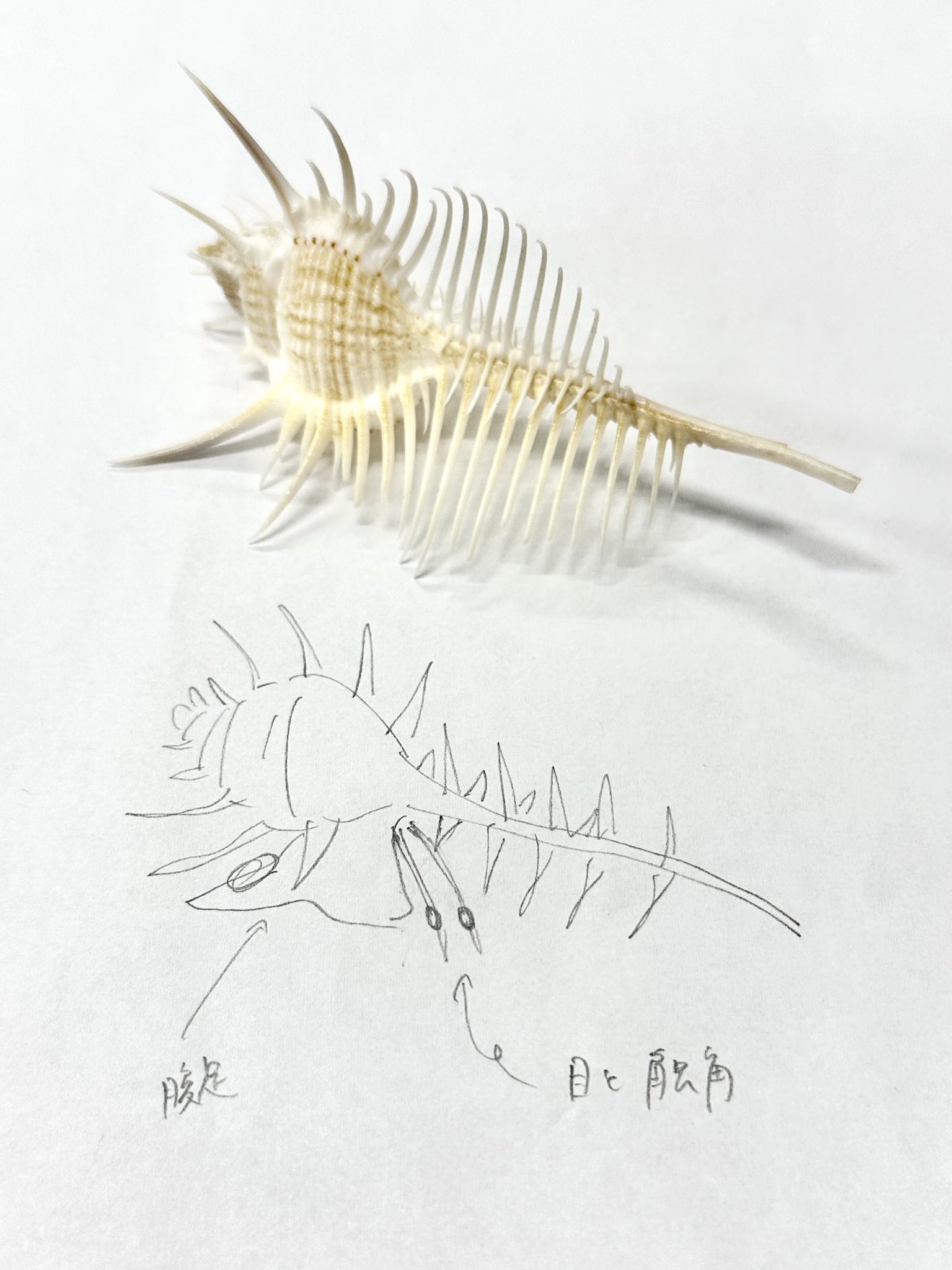 貝殻です。質問してください。 Amazon.co.jp: 【貝殻の問屋さん】ホタテ貝殻（国産） 12cm