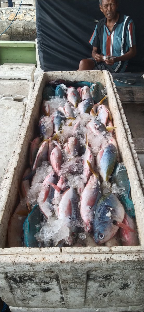 SaidaUmagapi's tweet photo. Jumat 05/05/Saida Umagapi Luhkan Sula Bp3ambon Melaporkan hasil tangkapan ikan dasar KUB Tuna Sejahtera 
Jumlah 250 kg,dengan harga 35,000/kg
#GiatluhkansulaBp3Ambon
#LuhlapirKp
#PuslatLuhkp
#SatminkalBp3Ambon https://t.co/vGFBGZDACC