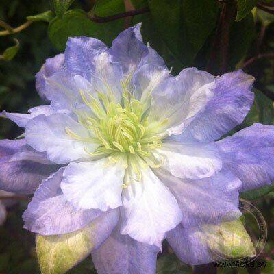 podvorje's tweet photo. Товары недели с 29 мая по 4 июня

Земляника Портола ремонтантная Р9 за 115 руб., Флокс метельчатый Колдунья Р9 за 285 руб., Сальвия / Шалфей дубравный Пинк Парадайз Р8 за 435 руб., Клематис Даймонд Болл 2л за 1695 руб., Удобрение для хвойных пролонгирован  https://t.co/PmWc3tJwKc https://t.co/zb8cxJBqDC