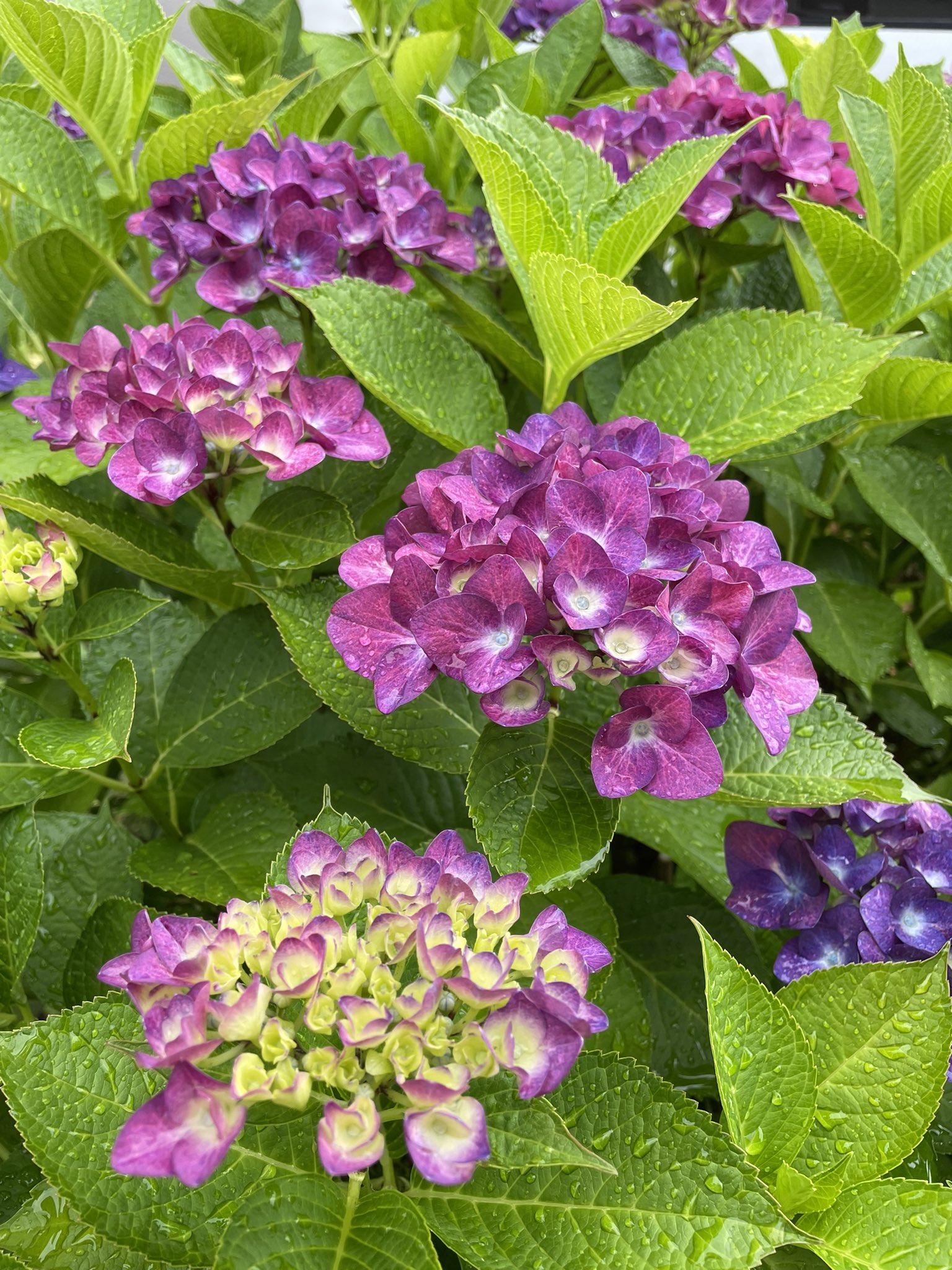 コスモスM (8m30134828) / Twitter