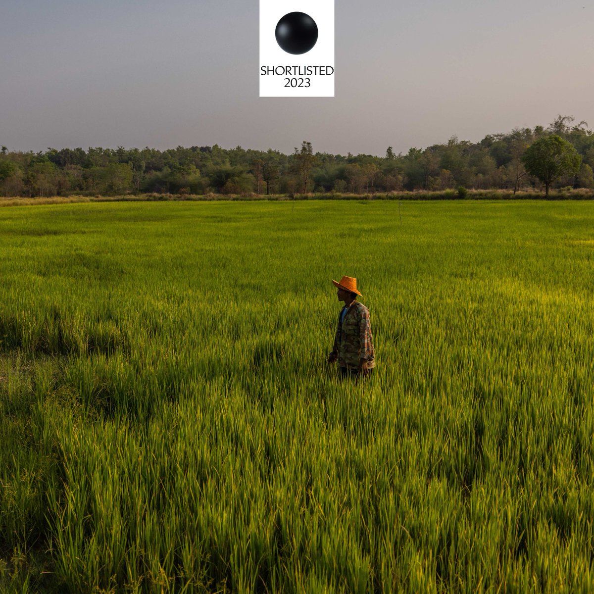 Presenting Food Planet Prize 2023 #Shortlist: @SRP_Rice aims to redesign rice value chain. #Rice feeds 1/2 our planet, but uses 1/3 freshwater resources. Through certification, SRP could help feed 🌎. More foodplanetprize.org/.../the-sustai… ✒️ Kannikar Petchkaev 📷 @laurendecicca