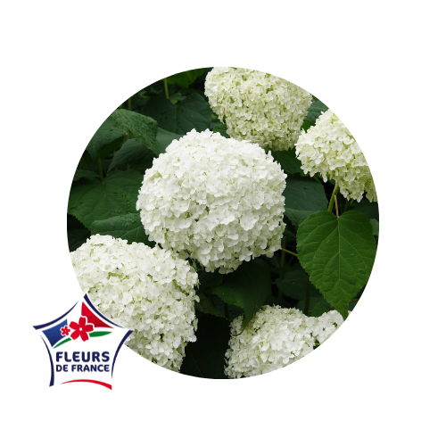 qualiteplantes's tweet photo. Dimanche, c’est la #fêtedesmères ! L’occasion pour vous de faire plaisir à votre #maman adorée en lui offrant des #fleurs ou des #végétaux fleuris #labelisés #fleursdeFrance. Un large choix est proposé par nos #producteurs 🇫🇷  : #pivoines, #alstroemeria, #hortensias, #feuillages https://t.co/DFWPDJgg3L